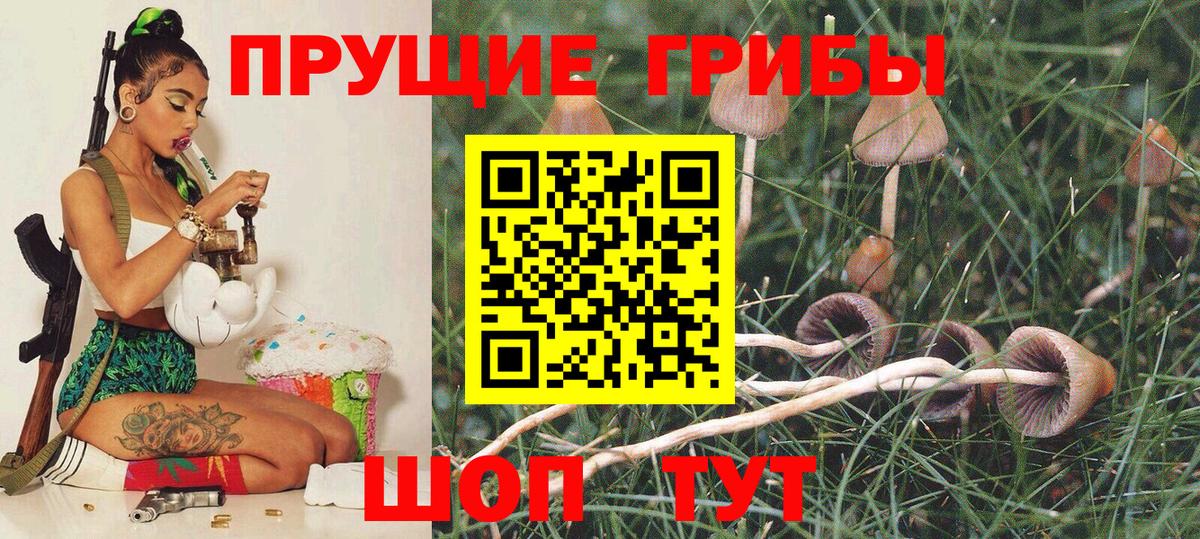Псилоцибиновые грибы Psilocybine cubensis Надым